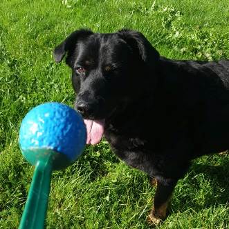 Bongo the lab cross